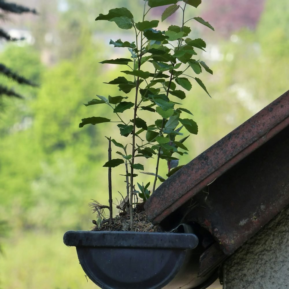 Seedling growing out of leaf debris in a half-round gutter